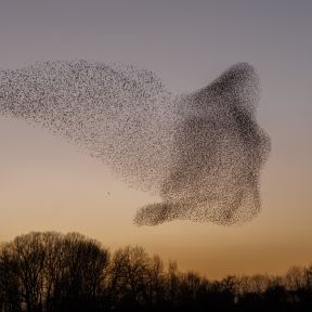 The Murmurations of Starlings in evening light 