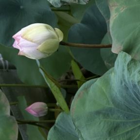 Lotus: purity and healing 