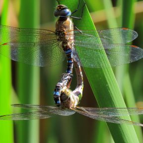 Two mating moorland hawker dragonflies form a "copulatory wheel." 