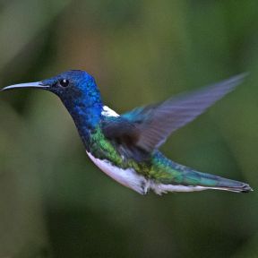 A male (or female imposing male) white-necked hummingbird