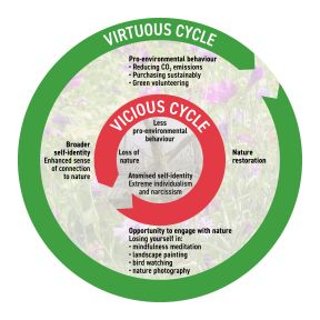Schematic of the vicious or virtuous cycles that involve elements of self-identity, nature connection and environmental quality