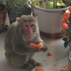 Rhesus Monkey Enjoying new year tangerines in the Chinese Year of the Monkey 