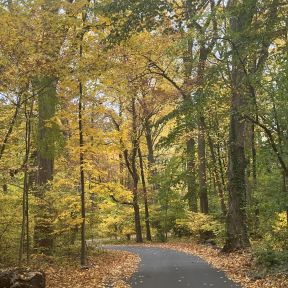 Finding our path in the woods
