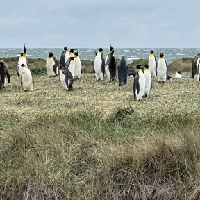 King Penguin Colony