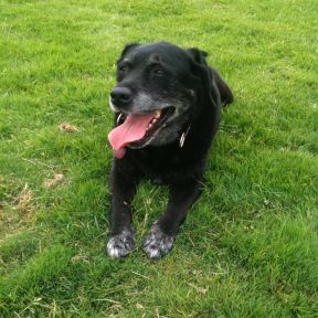 Our beloved Labrador, Lizzie