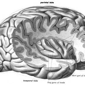 An anatomical illustration from the 1908 edition of Sobotta's Anatomy