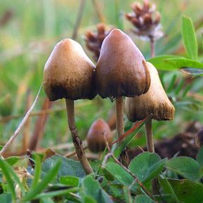Psilocybin mushrooms