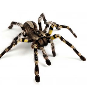 Poecilotheria regalis tarantula 