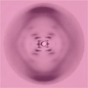 Photo 51 (in pink)