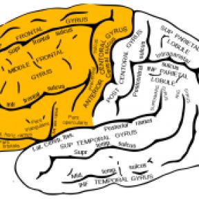 Brain Trauma Can Cause Compulsive Sexual Desires | Psychology Today