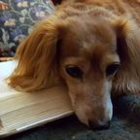 can reading help your dog