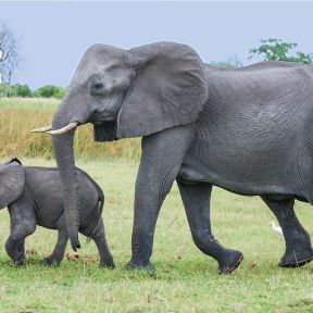 BBC Earth - Protective mode on 😍 A baby elephant is called a calf. Calves  can't see very well at first, but they can recognise their mothers by  touch, scent, and sound. #