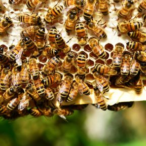 Bees are sentient': inside the stunning brains of nature's hardest