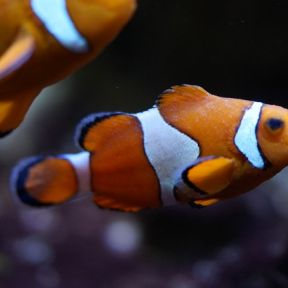 Scaring Nemo?