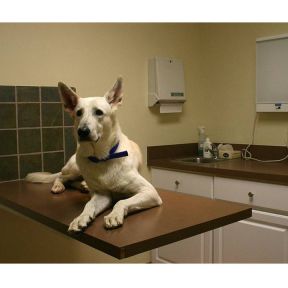 Stanley Coren PhD., DSc, FRSC | Psychology Today Ireland