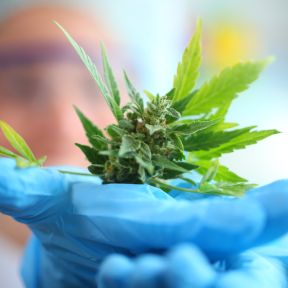 Stunning Research Suggests a Mechanism for Cannabis Chill