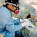 A CDC disease detective takes specimens from rodents during a hantavirus investigation.