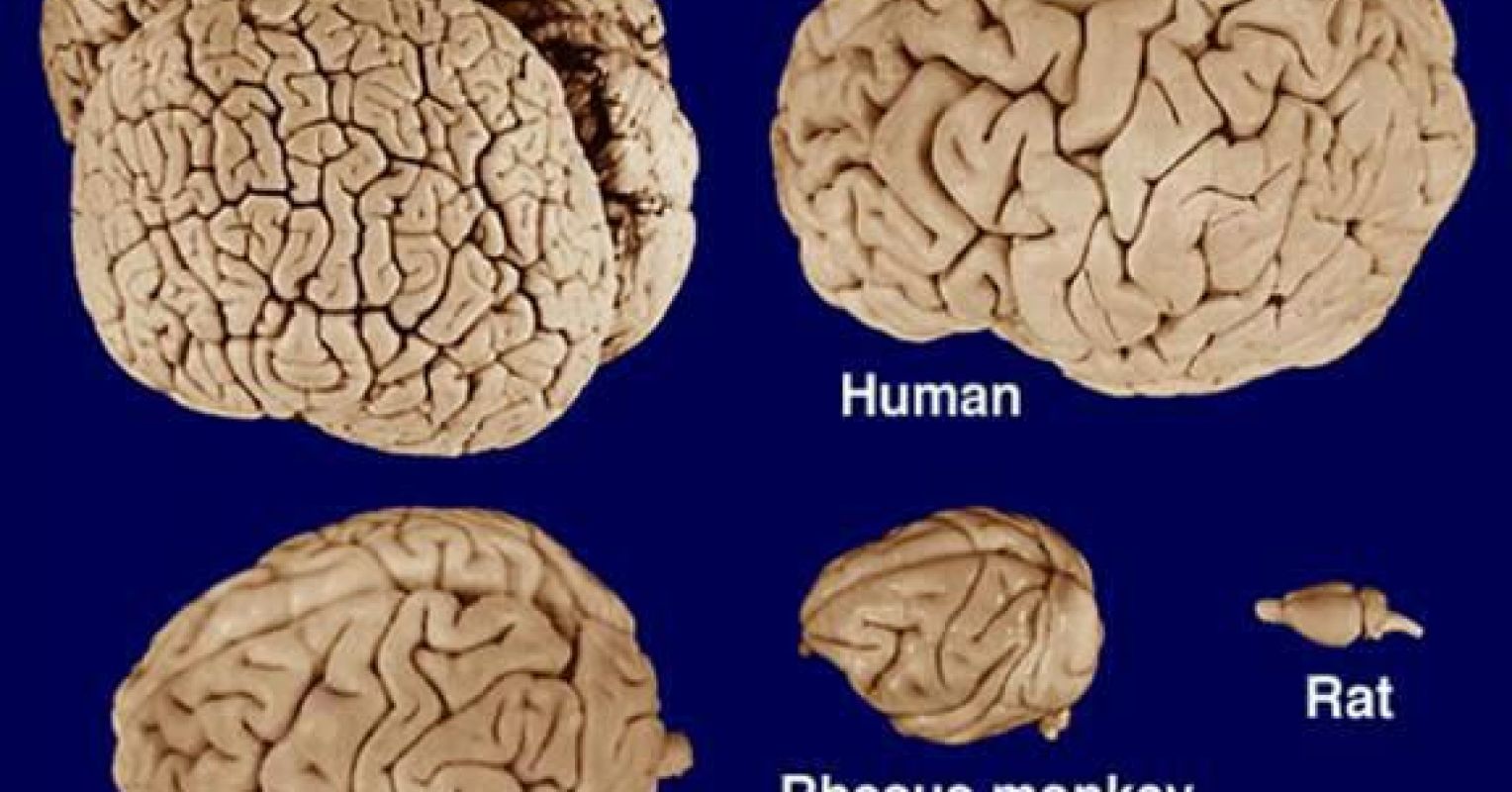 Big Brained | Psychology Today