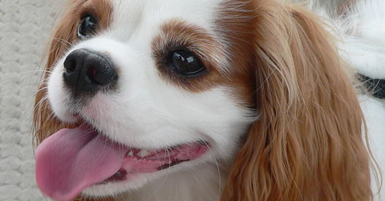 Dog giving loving look
