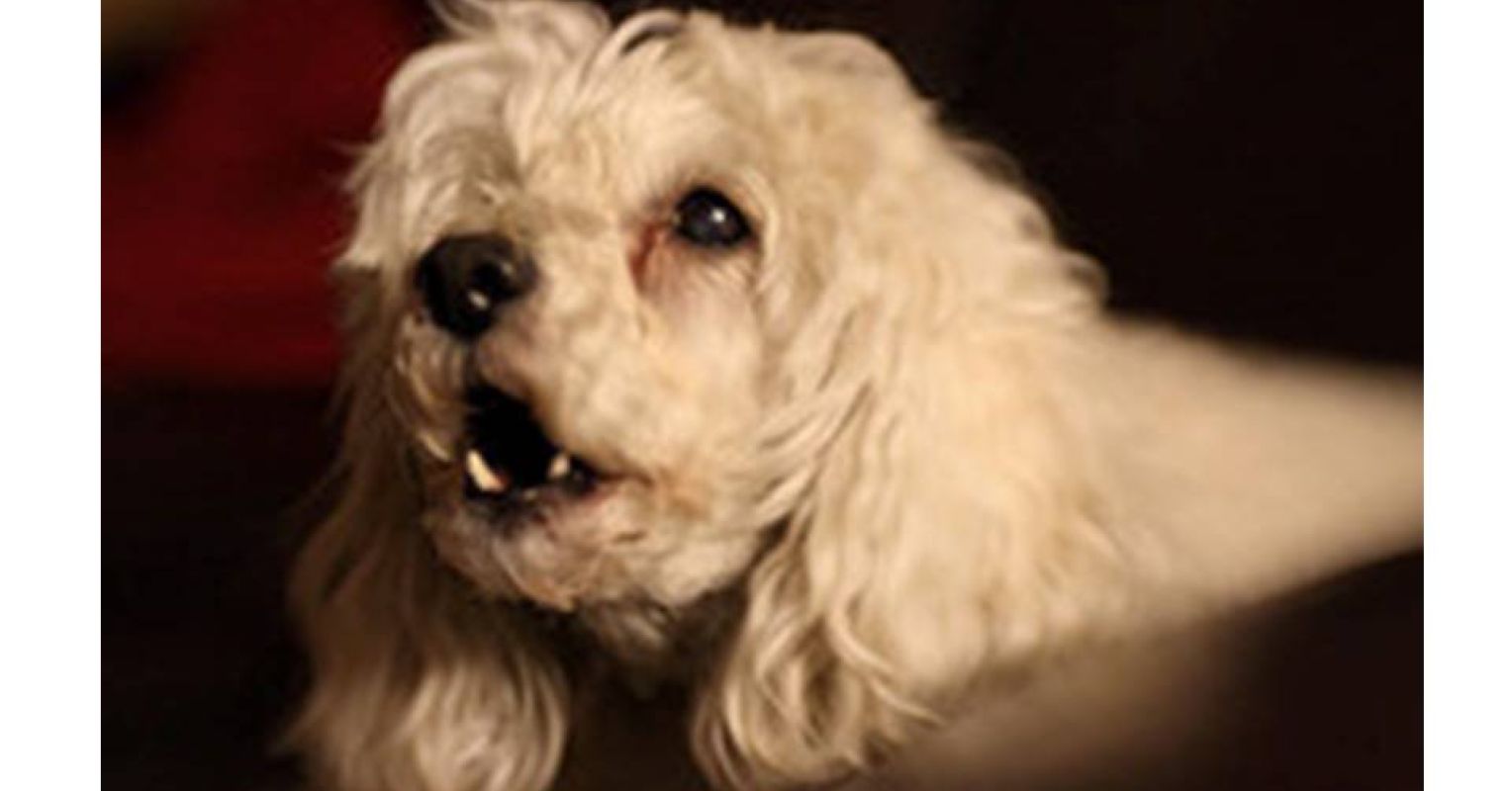 Why Does My Dog Bark When Left Alone