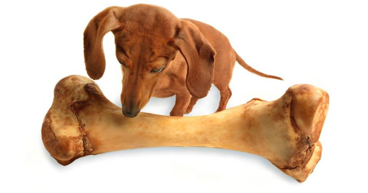 are mammoth bones safe for dogs