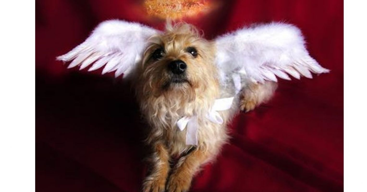 do cats and dogs go to heaven