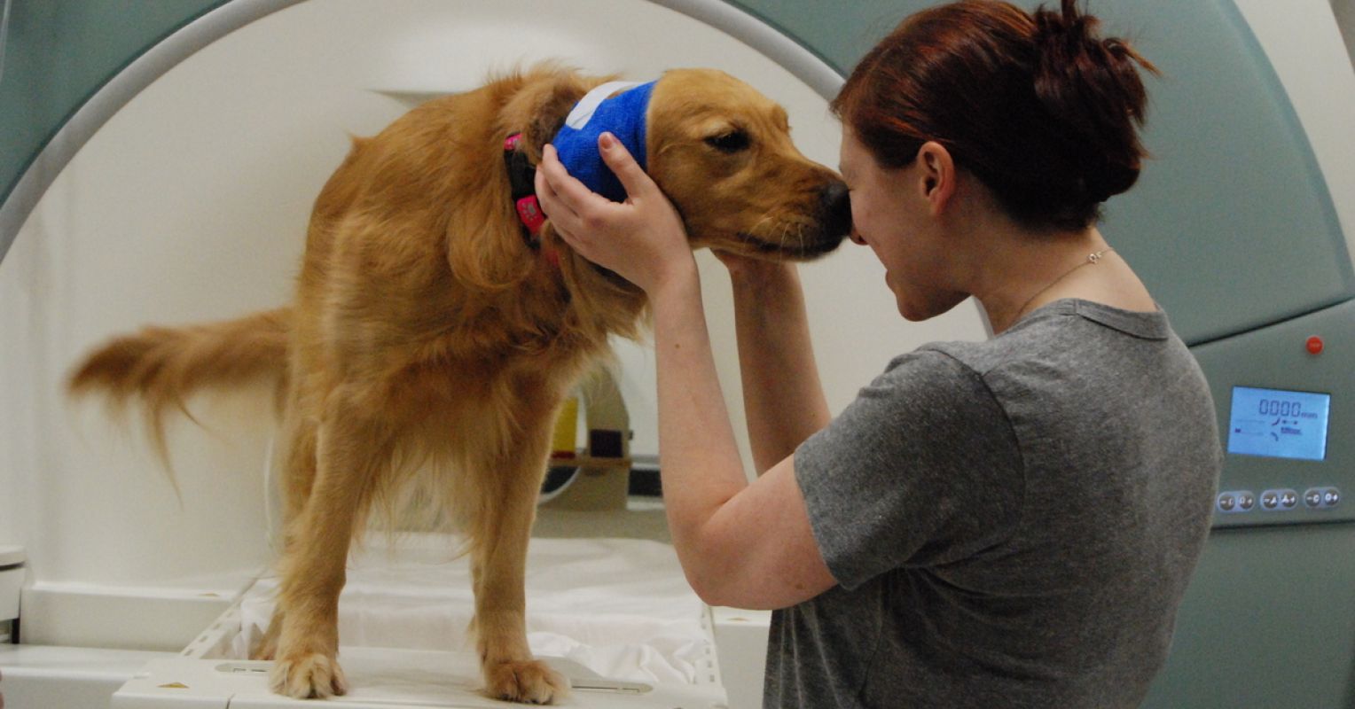 My dog never remember me after vacation