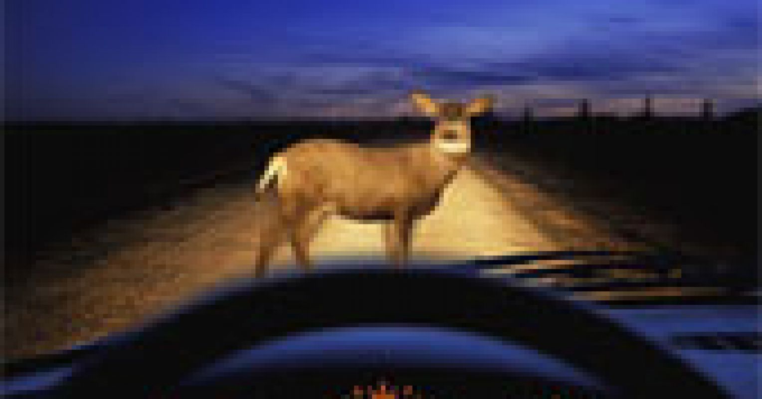 Animals and cars: One million animals are killed on our roads every day |  Psychology Today