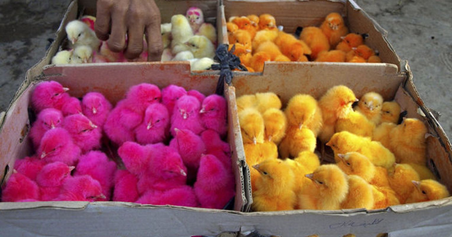 Color Dyeing Chickens Sends the Wrong Message Psychology Today
