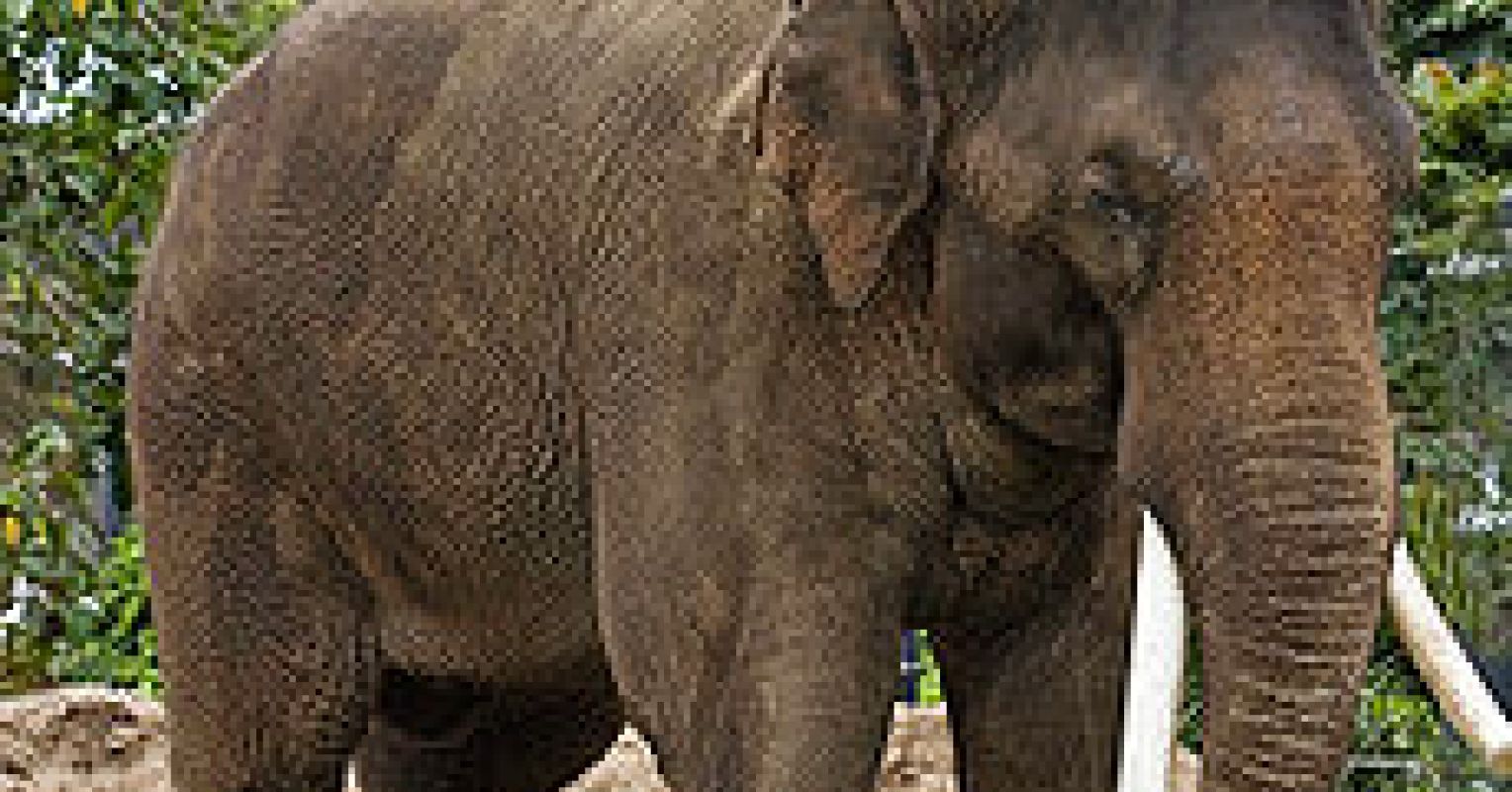 Do Elephants Weep as an Emotional Response? They Likely Do Psychology