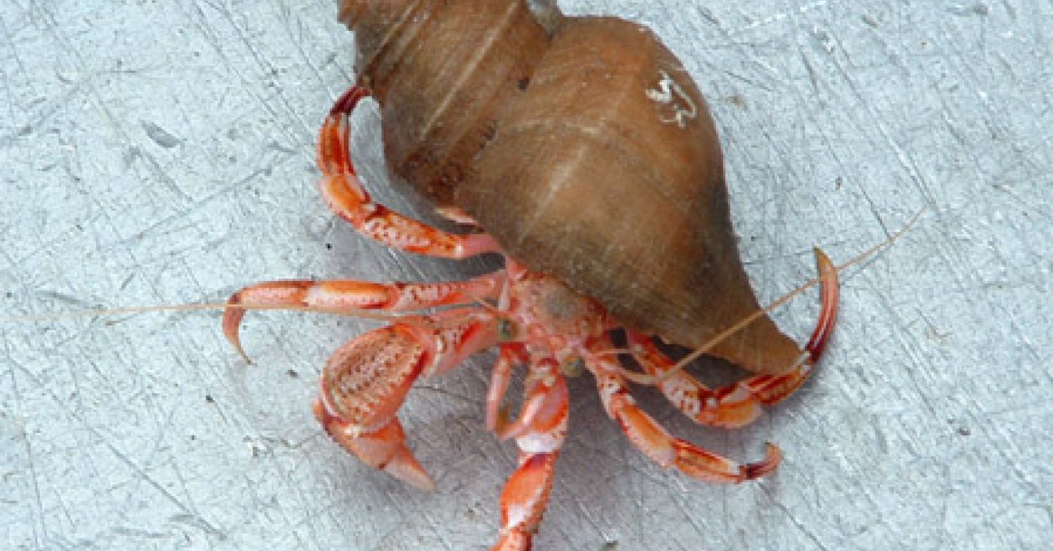 How Humans are Like Hermit Crabs Psychology Today