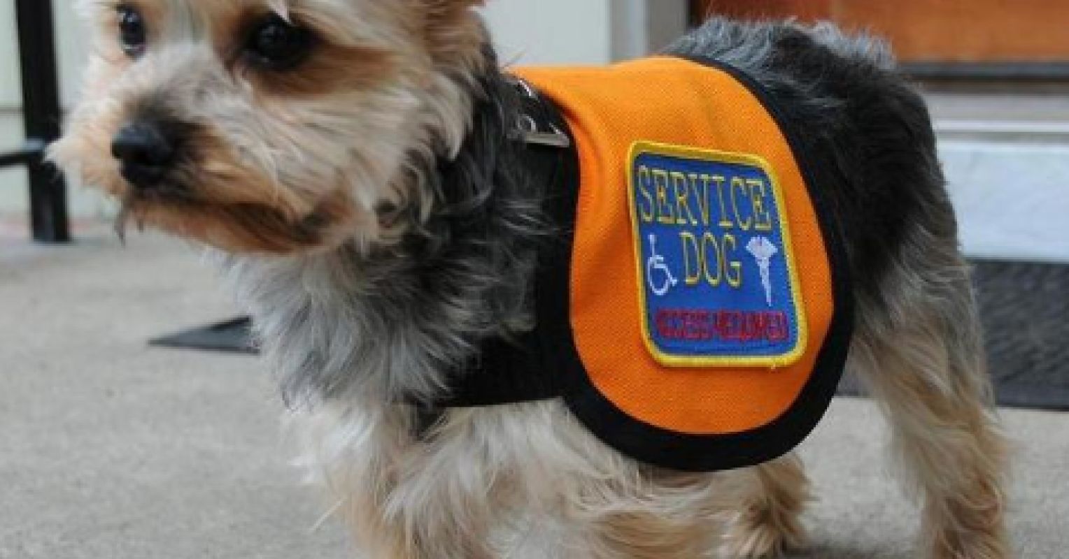 Service Animal Scams A Growing Problem Psychology Today