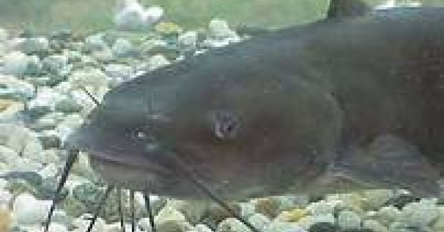 Catfishing Hook, Line and Sinker Psychology Today