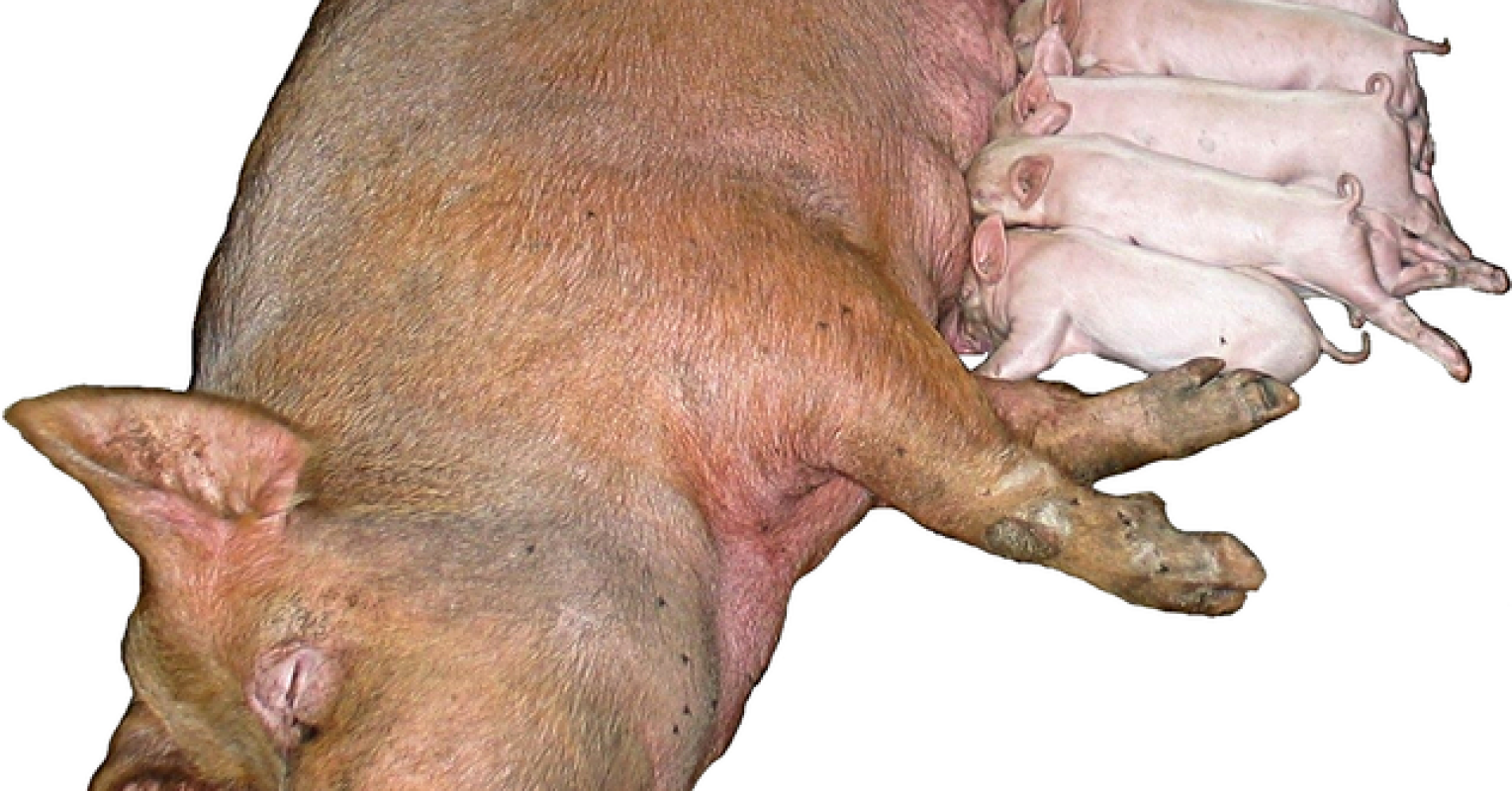 pigs and chimpanzees living in sin