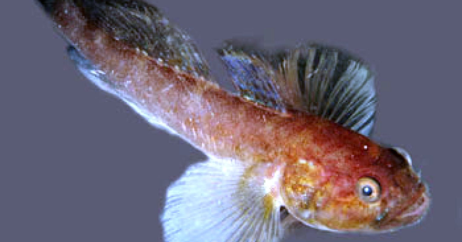 Eating Disorders: A Fish Story | Psychology Today