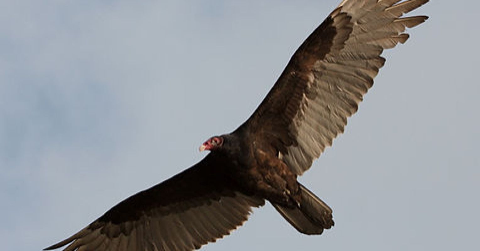 109586-107382.jpg?itok=Pkc2o8Aa