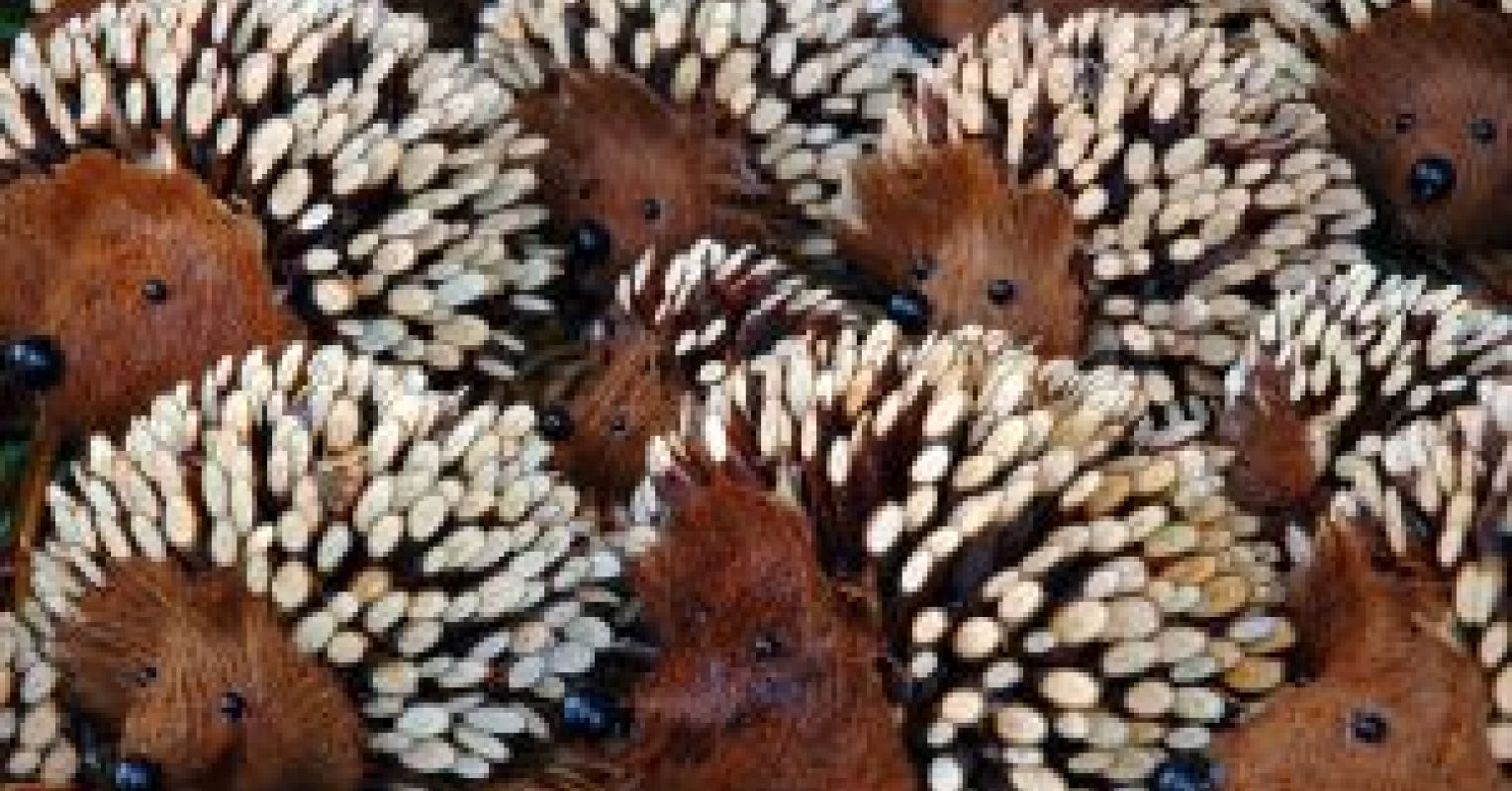 Social Media and the Hedgehog's Dilemma Psychology Today