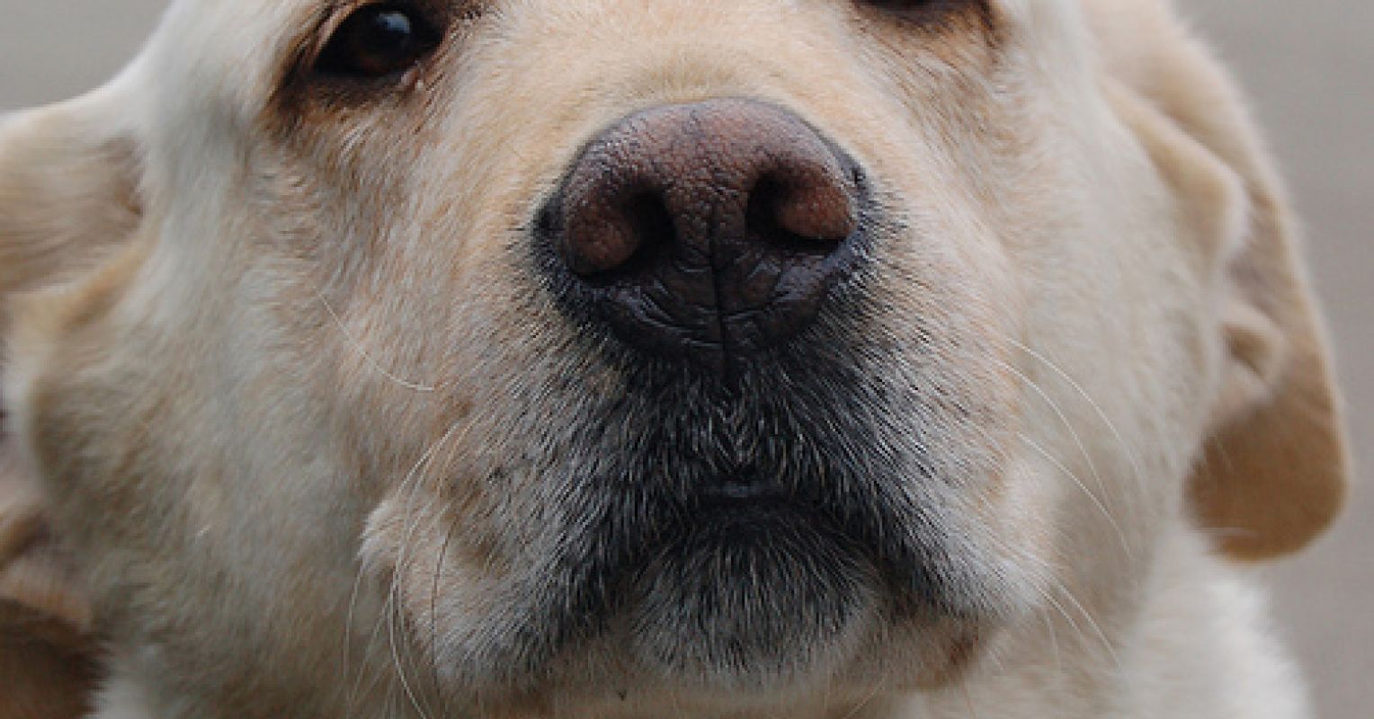 Pennylane A Look Inside A Pet Crematorium Psychology Today