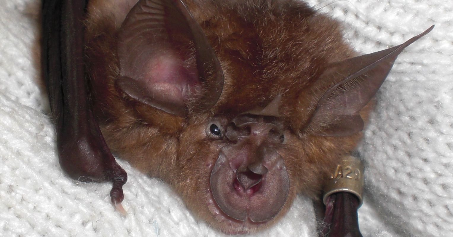 What Is It Like to Be a Bat? | Psychology Today