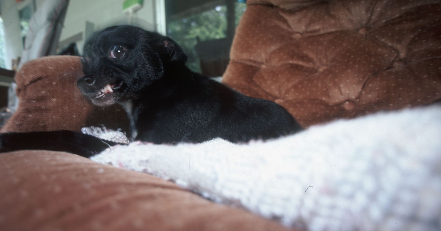 Cesar Millan and the Tradition of Pack Bully as Pack Leader