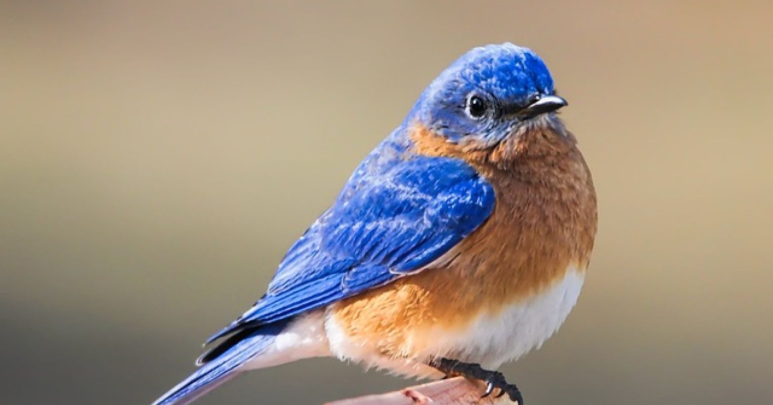 A Passion for Bluebirds