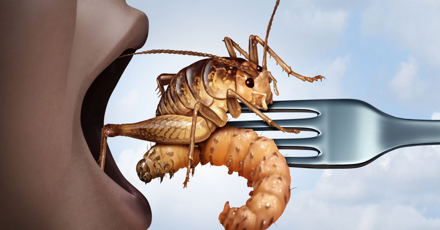 Jetzt werden auch in Japan Insekten als TOP-Lebensmittel beworben! Doch Experten warnen!