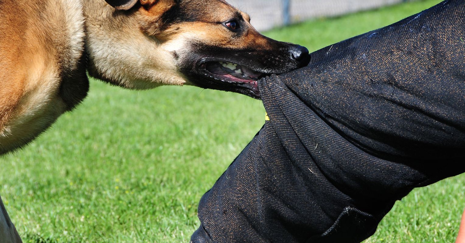 bitenot collar canada