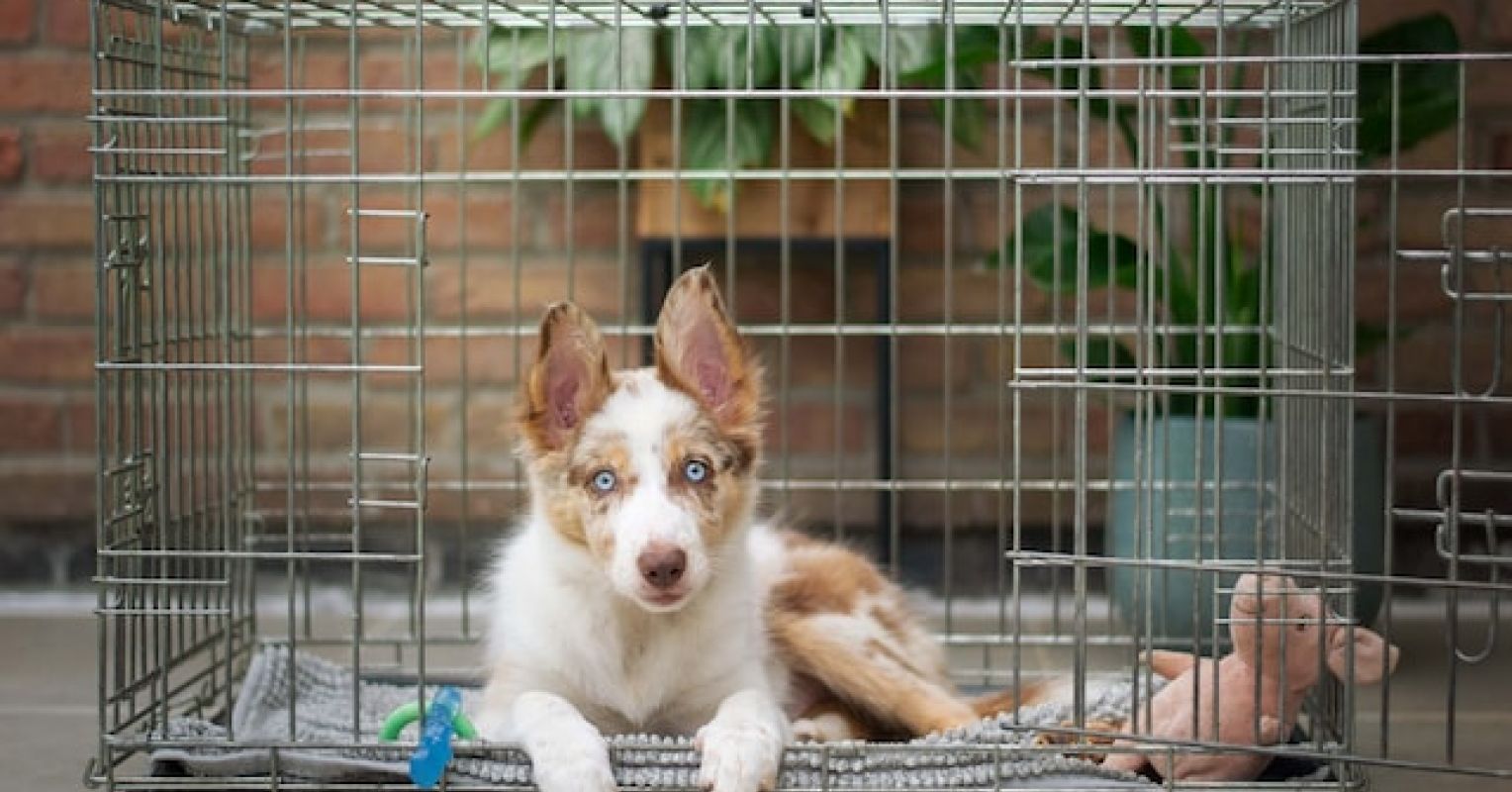 The Ethics of Crating Dogs