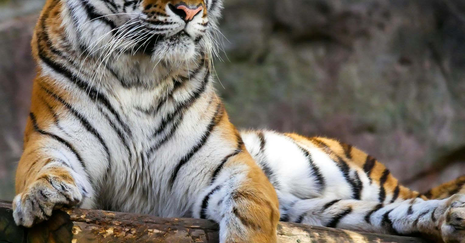 Slow Brains and Fast Tigers
