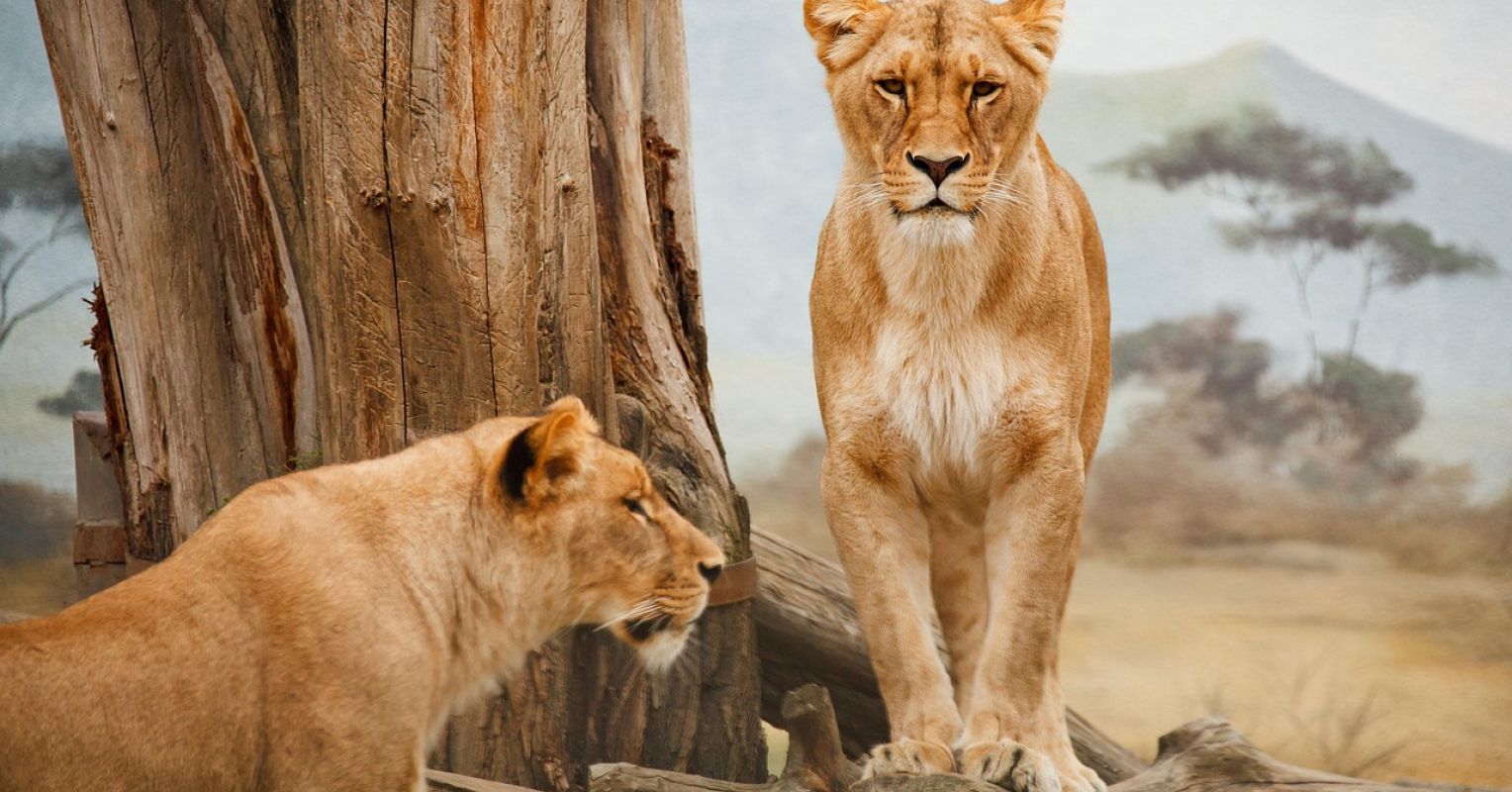 Mathematics in the Animal Kingdom