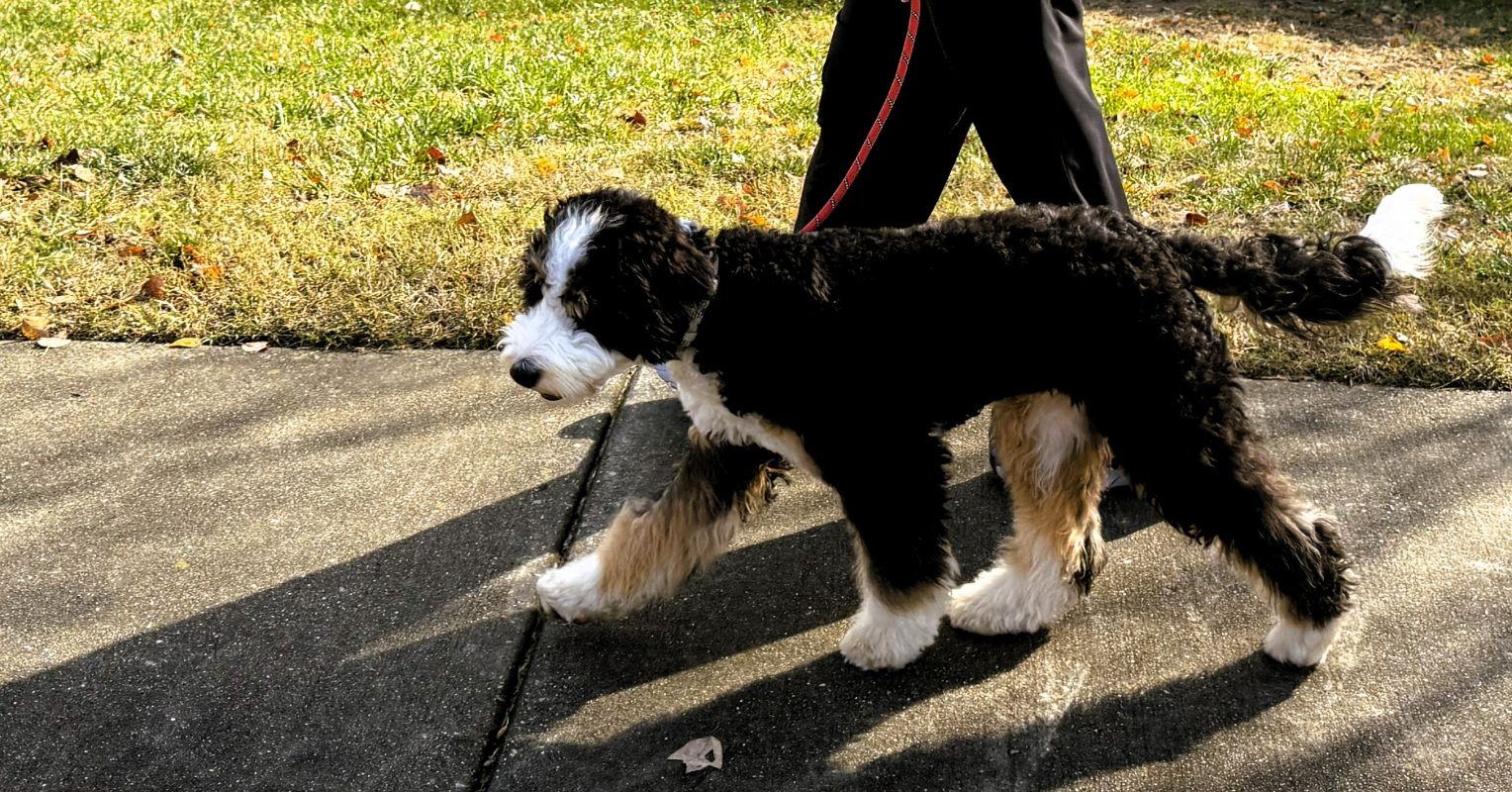 Building Your Puppy's Confidence