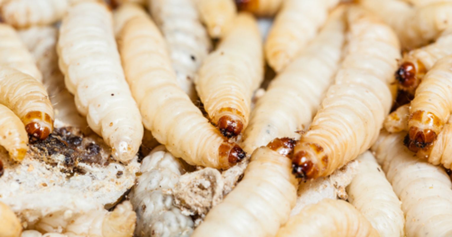 What to Make of Nightmares