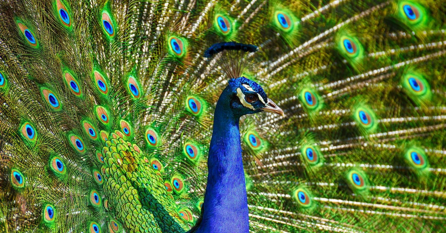 It’s OK to Be Proud