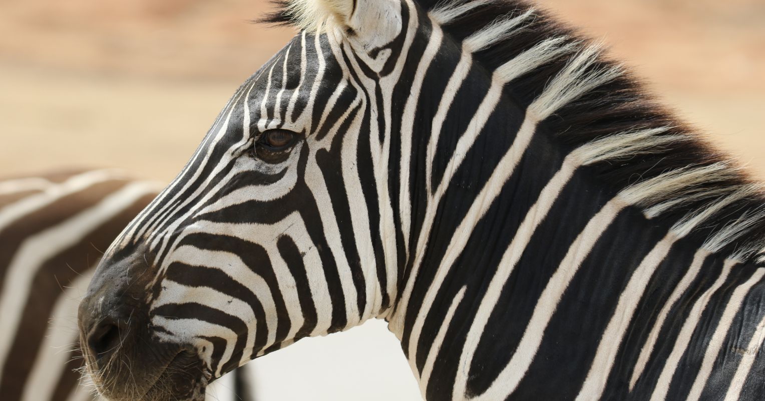 Why Every Patient Needs an AI Zebra Scan